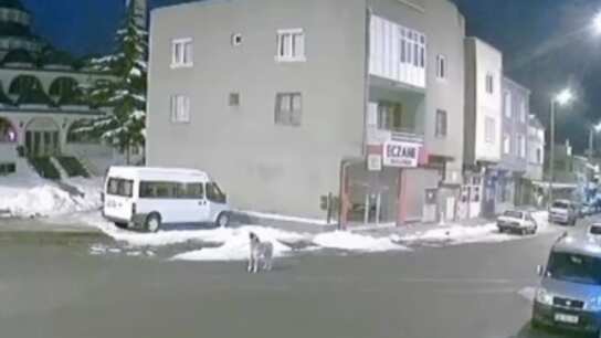 Perro aulla presuntamente avisando del terremoto minutos antes de que ocurriera