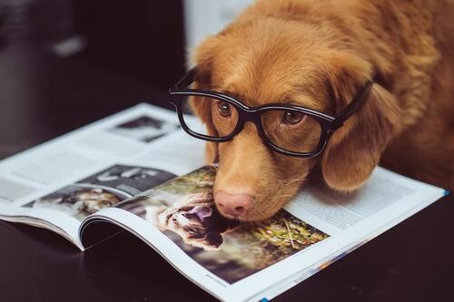 Los perros son los más inteligentes y son capaces de distinguir la maldad en las personas según la ciencia