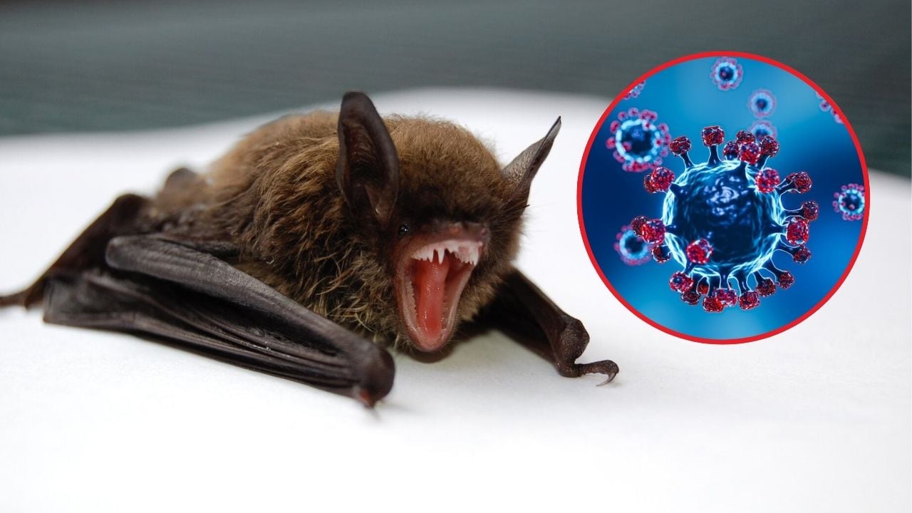 Virus Nipah