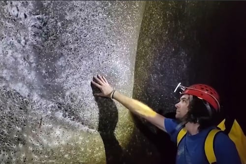 Hallan en Europa una telaraña con más de 100 mil arañas: el fenómeno sorprende a la ciencia