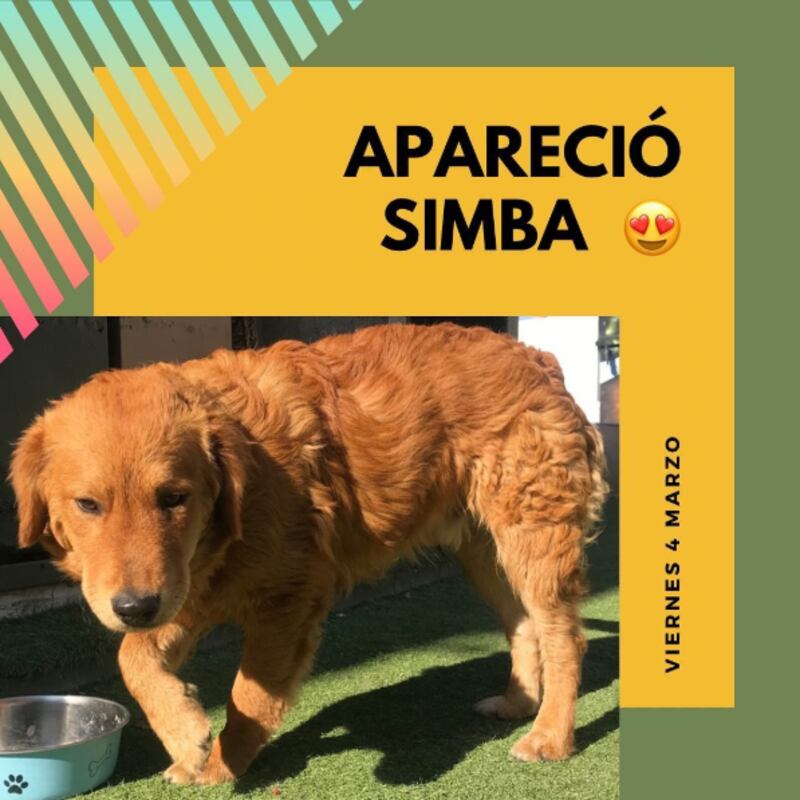 Maura Rivera reveló que encontraron a su perrito Simba