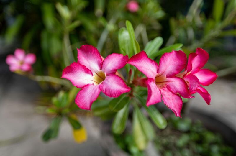 La rosa del desierto tiene muchas bondades que la hace ideal para regalar a mamá