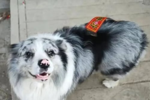 Robaron a perro influencer Chotou, lo vendieron por 26 dólares a un restaurante y se lo comieron