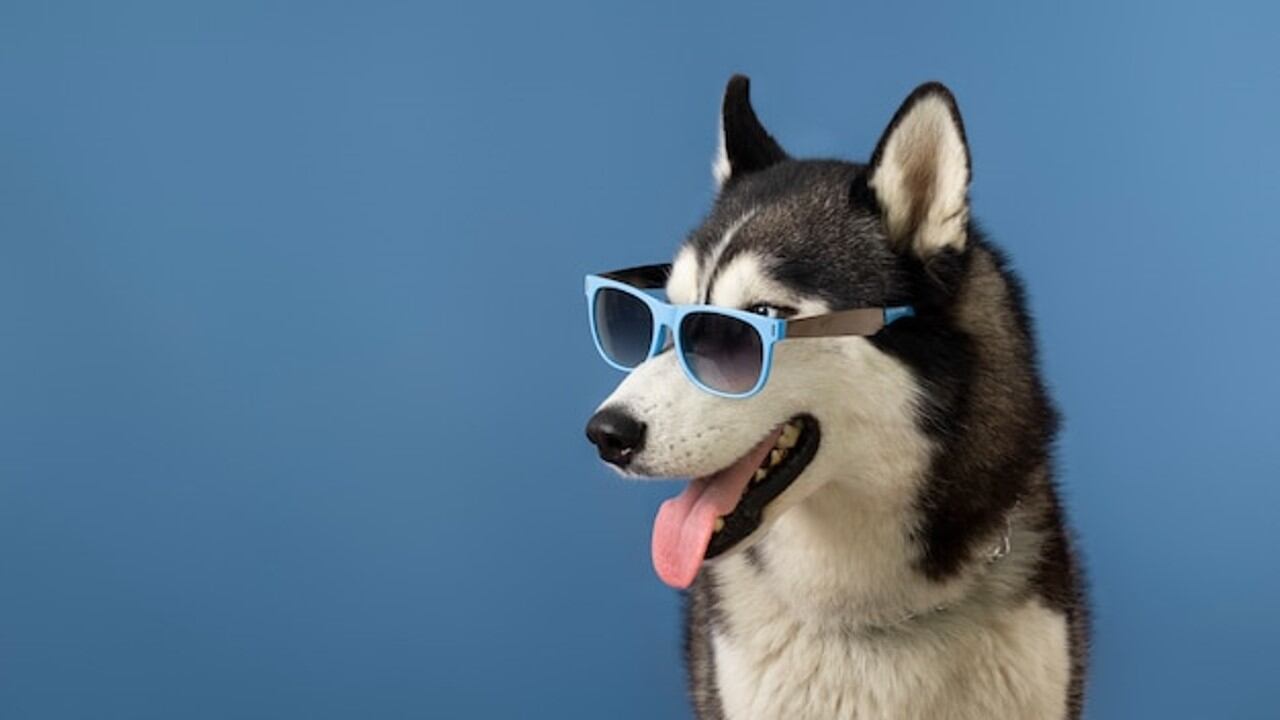 Concurso para los peluditos