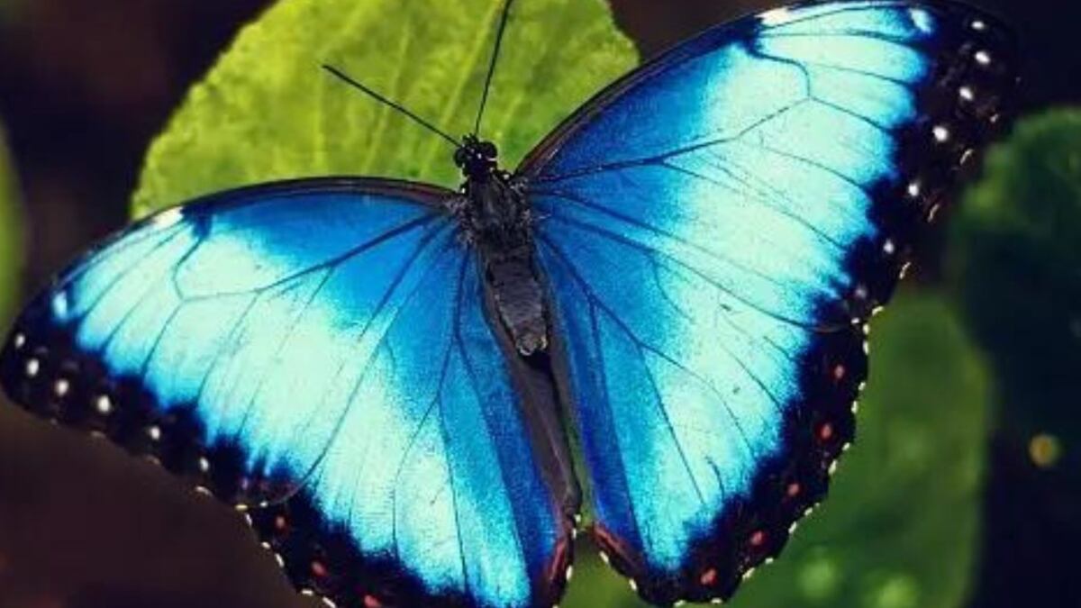 “Llegan momentos de cambios”: El significado espiritual de la llegada de mariposas a tu hogar