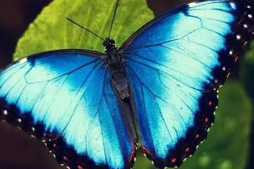 “Llegan momentos de cambios”: El significado espiritual de la llegada de mariposas a tu hogar