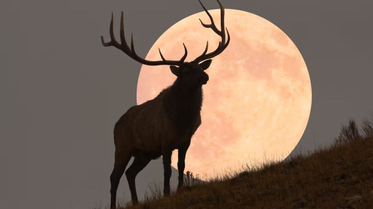 Aluvión de conjunciones y Luna Llena de Ciervo: Los fenómenos que brillarán en el cielo de julio