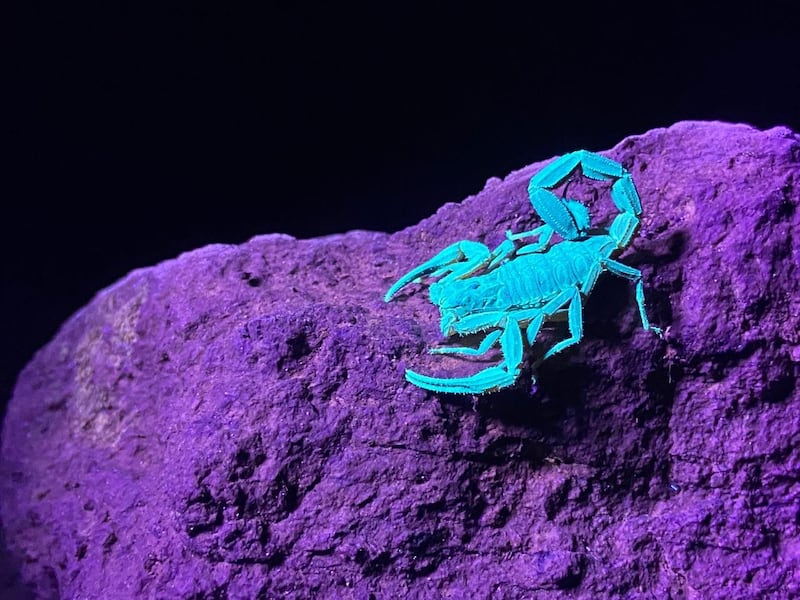 Producción de la serie "De Polo a Polo"