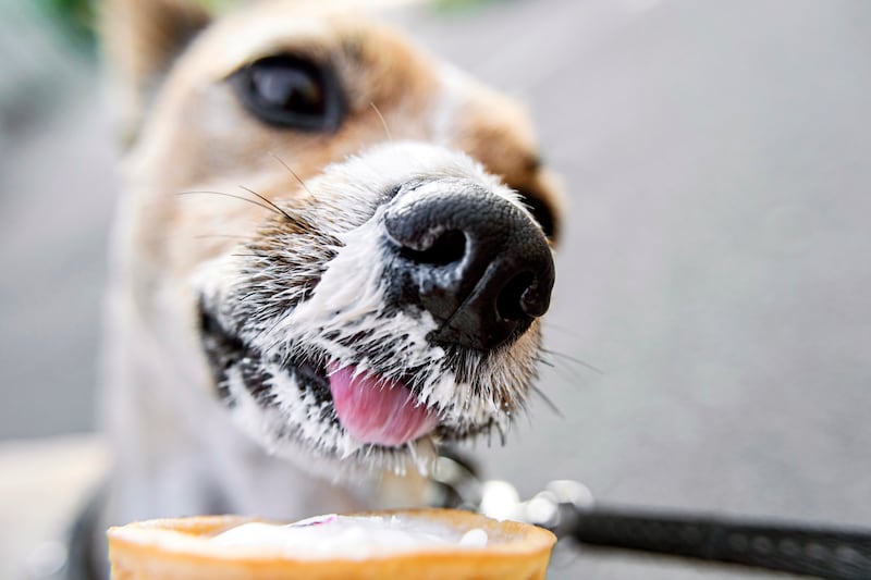 La tendencia del "puppuccino"
