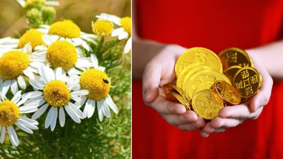 Cómo es el ‘ritual de la manzanilla’ que sirve para atraer el dinero, buenas vibras y prosperidad a la casa