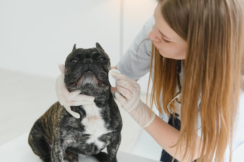 Técnica con piel de tilapia para sanar ojos de perros y gatos