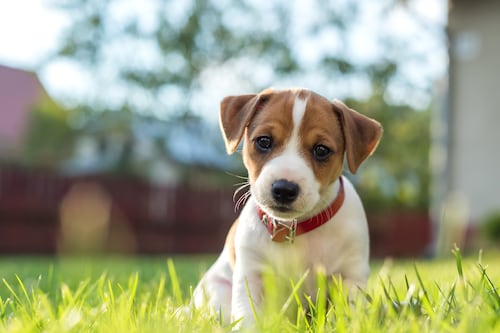 Guía astral de mascotas: Estos son los compañeros peludos ideales para cada personalidad del zodiaco