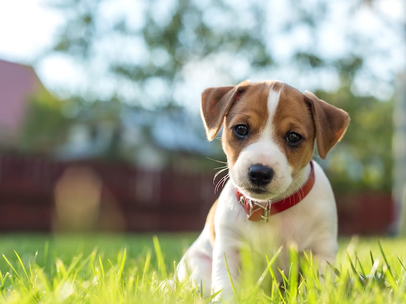 Guía astral de mascotas: Estos son los compañeros peludos ideales para cada personalidad del zodiaco