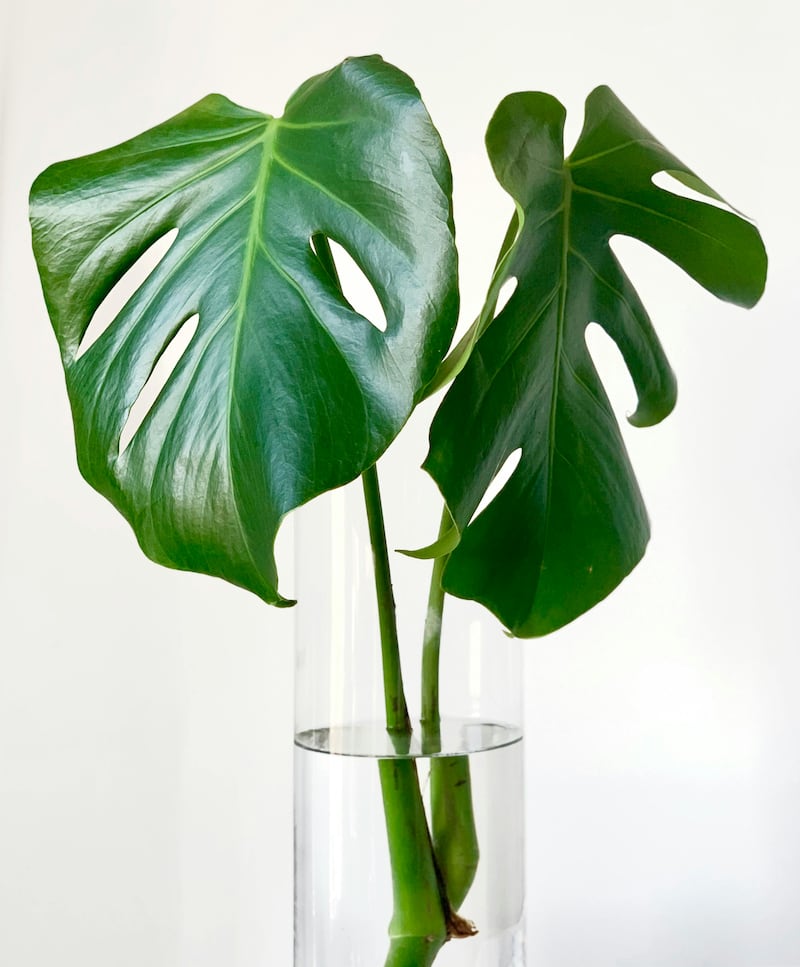 Plantas acuáticas para transformar tu hogar