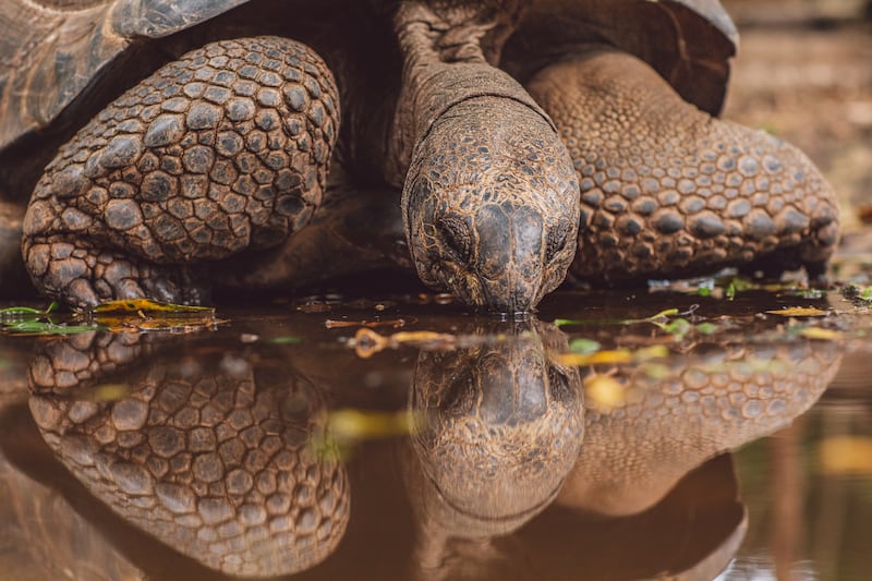 Tortuga gigante Galápagos