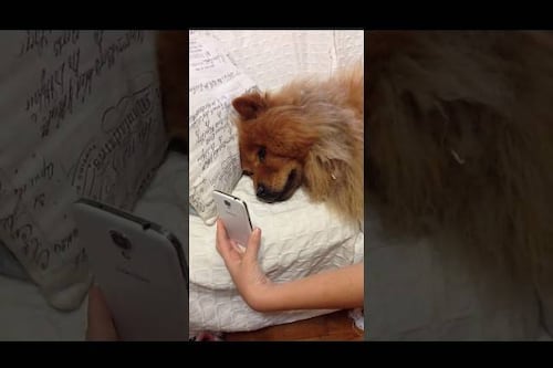 ​ Video: Perro llora desconsoladamente al ver a su dueña por videollamada