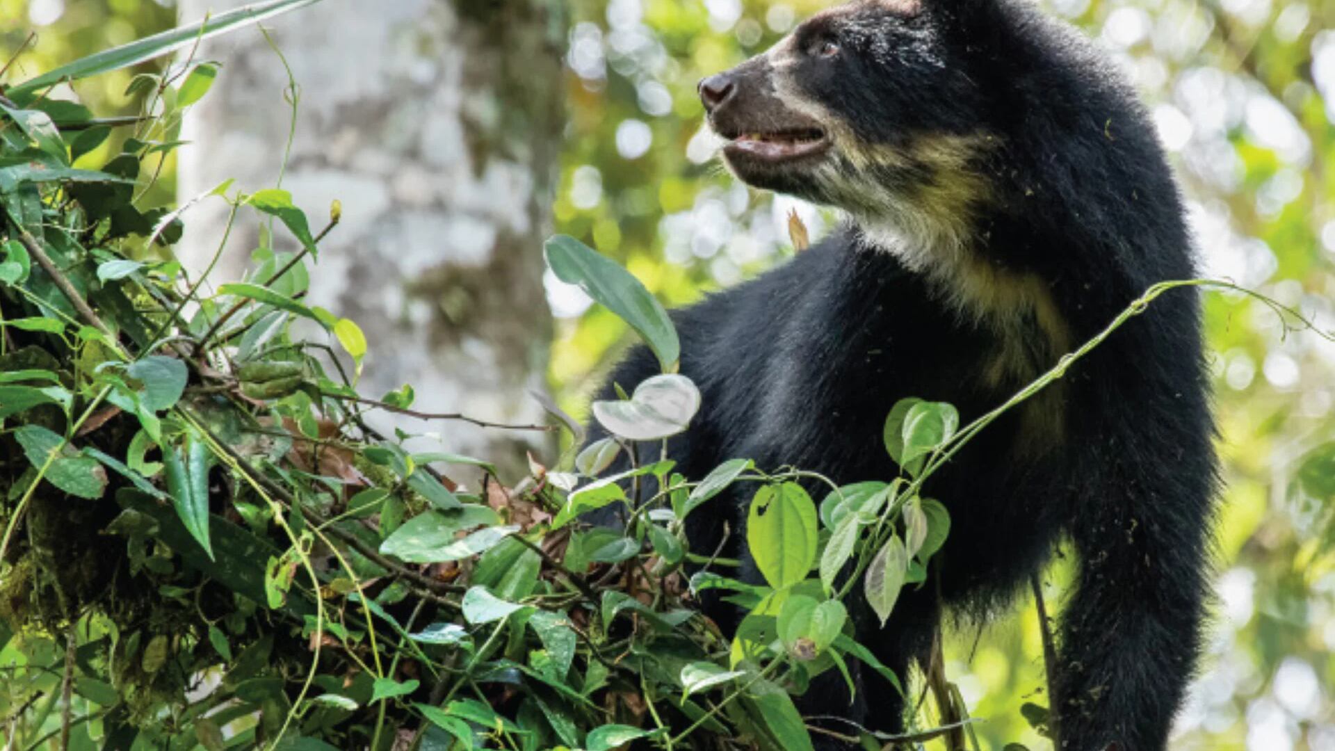 Oso de anteojos en el Chocó Andino