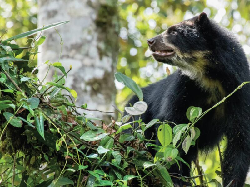 ¡Ecuador corona el mundo! Somos elegidos el Mejor Destino de Aventura 2026 en la ITB Berlín: Todo lo que debes saber