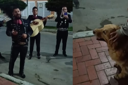‘Perrita’ golden retriever recibió serenata de mariachis antes de que le pusieran la eutanasia