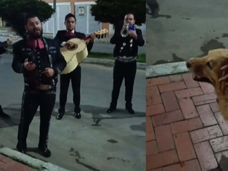 ‘Perrita’ golden retriever recibió serenata de mariachis antes de que le pusieran la eutanasia