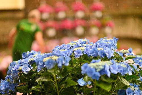 Feng Shui: las flores que atraen la mala suerte y que debes alejar de tu casa