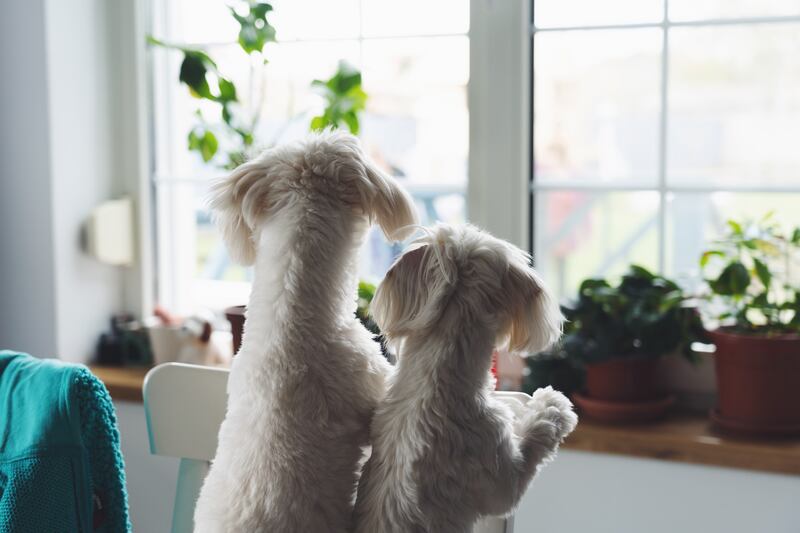Perros solos en casa