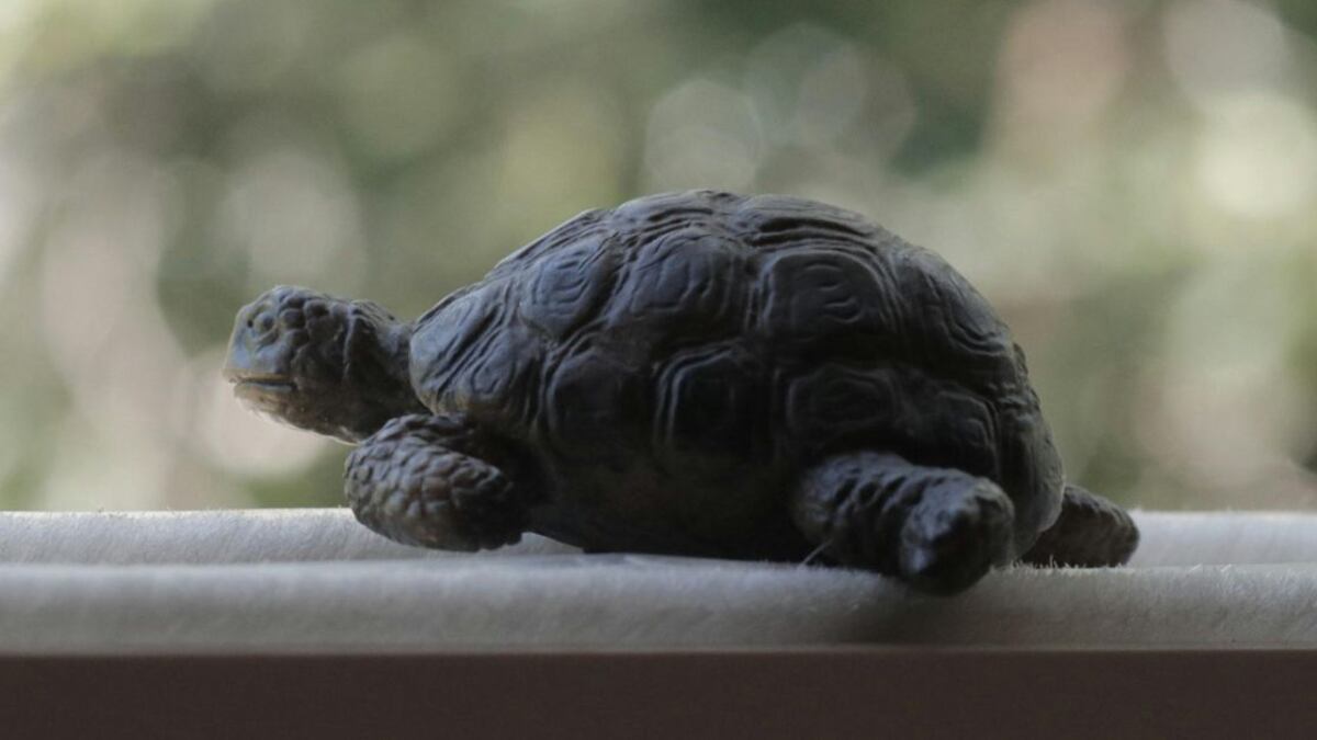 Las tortugas son muy importantes dentro del 'feng shui'