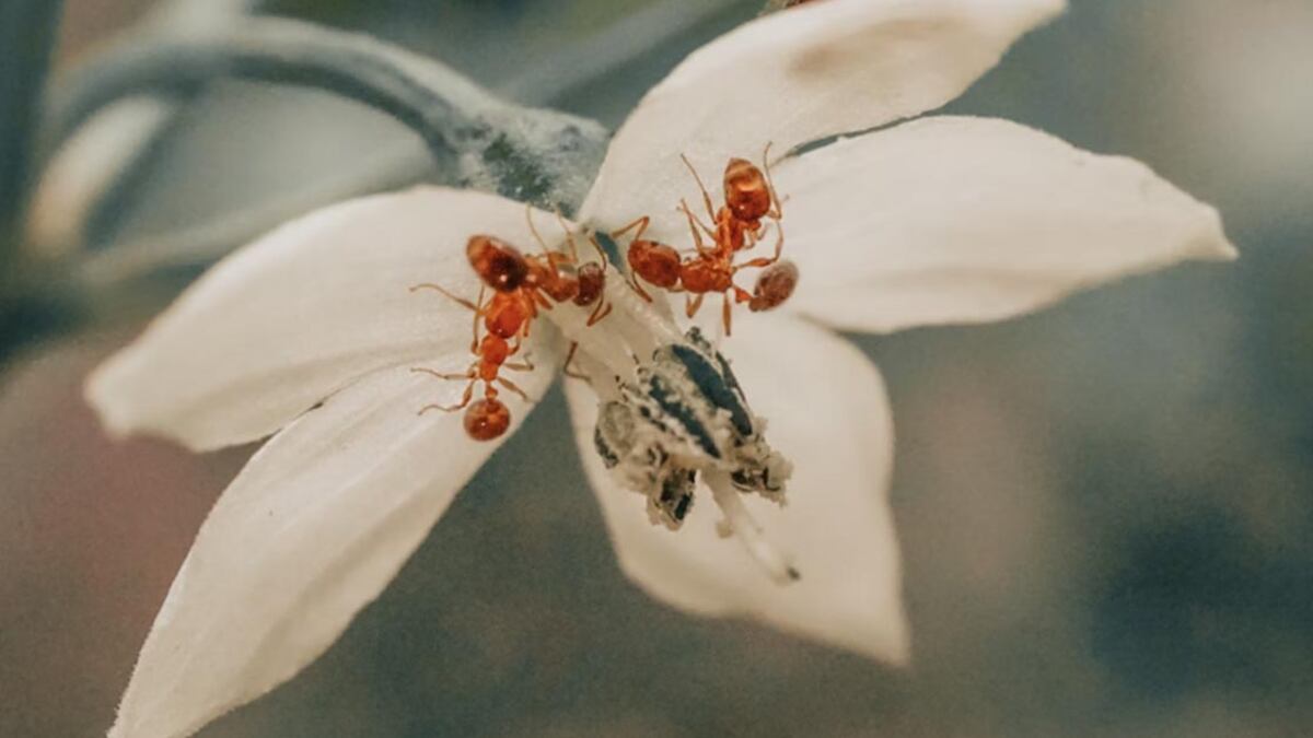 Hormigas significado