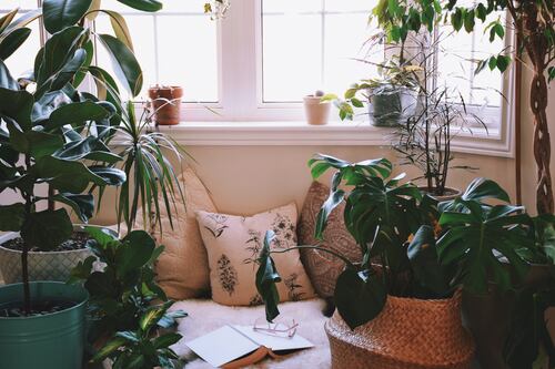 ¿Las plantas en el dormitorio son aliadas del sueño o ladronas de oxígeno? Descúbrelo aquí
