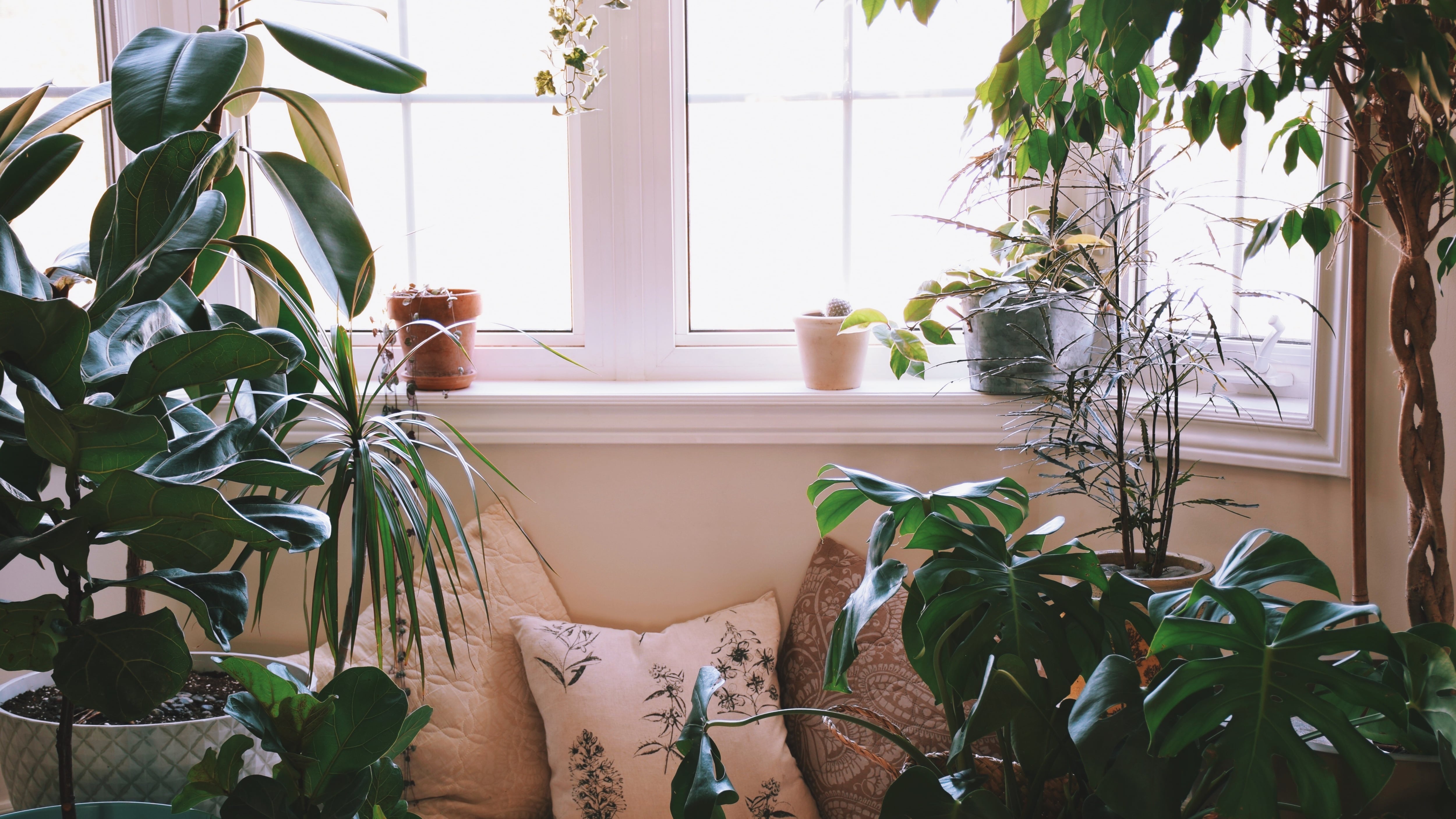 Plantas dentro de la casa