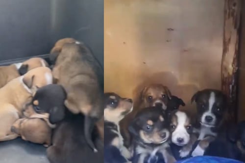 Rescatan a tiernos cachorros que se salvaron de incendio forestal en el cerro El Cable: la mamá está desaparecida