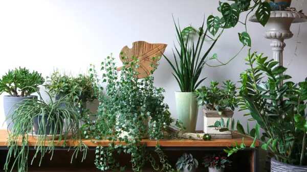 Ter plantas em casa pode melhorar sua saúde mental, além de trazer outros benefícios