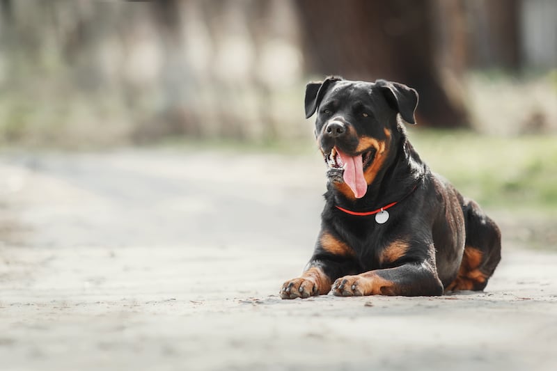 Escorpio – Rottweiler