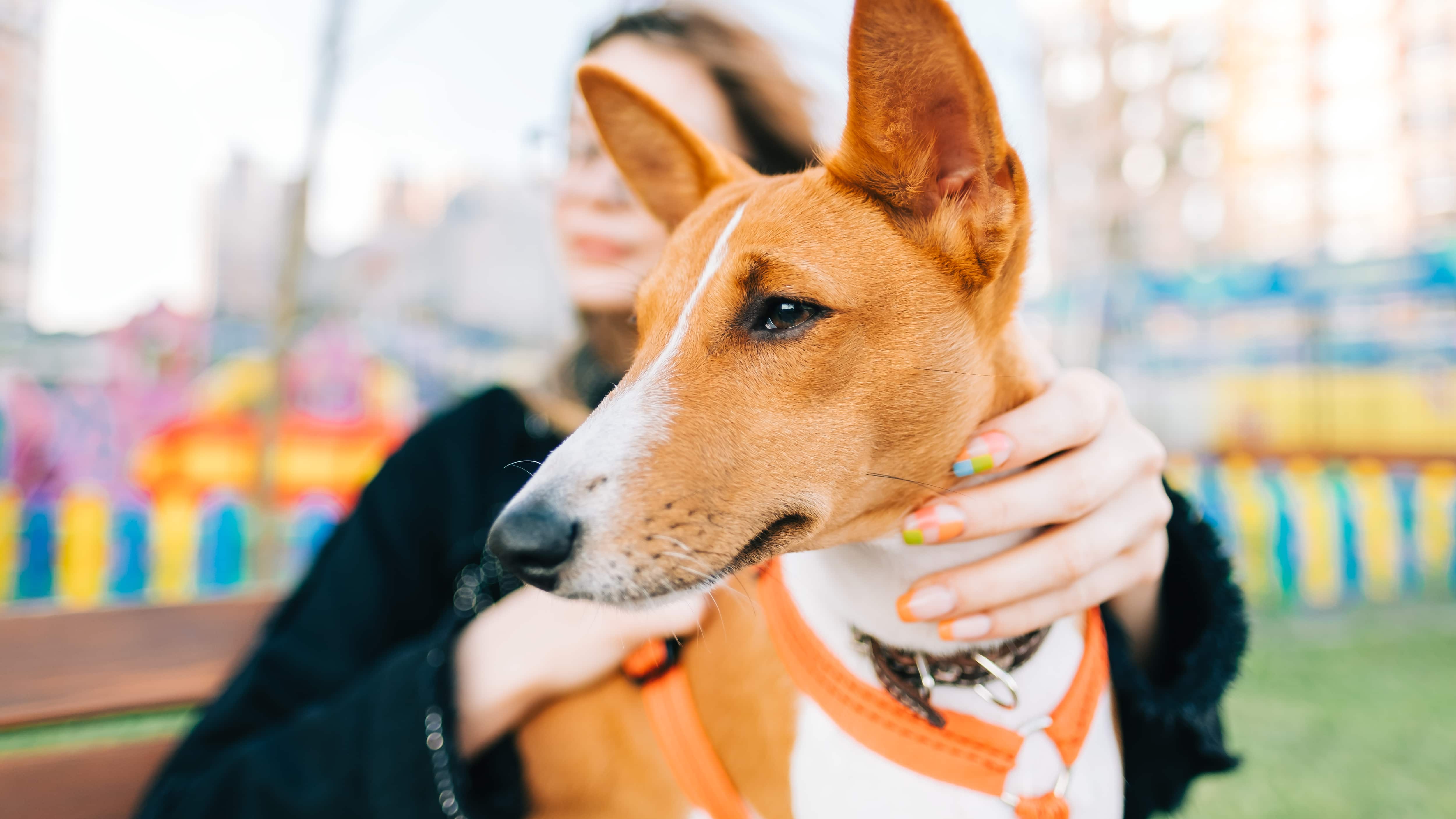 Juzgado de España declaró violencia vicaria al asesinato de un podenco de cuatro meses.