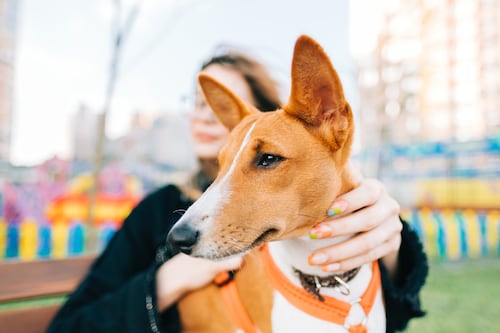 Cuando matar al perro se convierte en arma de dominio: justicia reconoce violencia vicaria en España