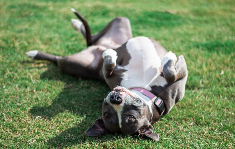Los pitbulls surgieron del cruce entre bulldogs y terriers