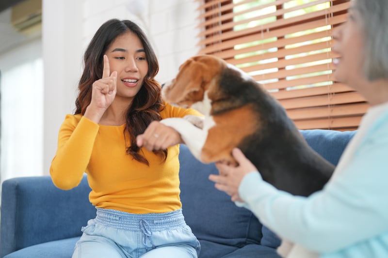 Hablarle como bebé a un perro