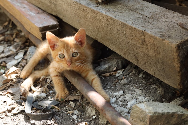 Maltrato de animales de compañía