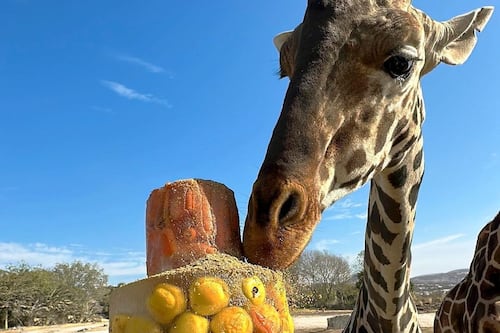 Benito, la jirafa africana, encuentra la felicidad en su nuevo hogar