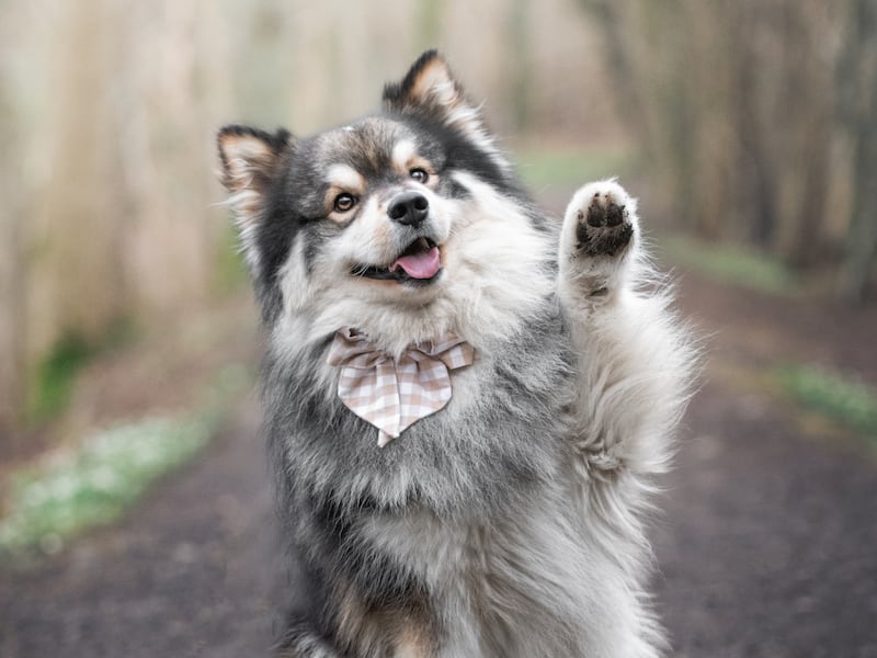 Esta es la raza de perro que te representa, según tu signo zodiacal