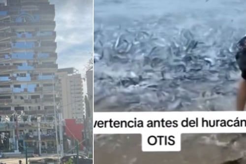 Acapulco: el impactante video de peces a orillas de la playa antes del Huracán Otis que alertaban del desastre