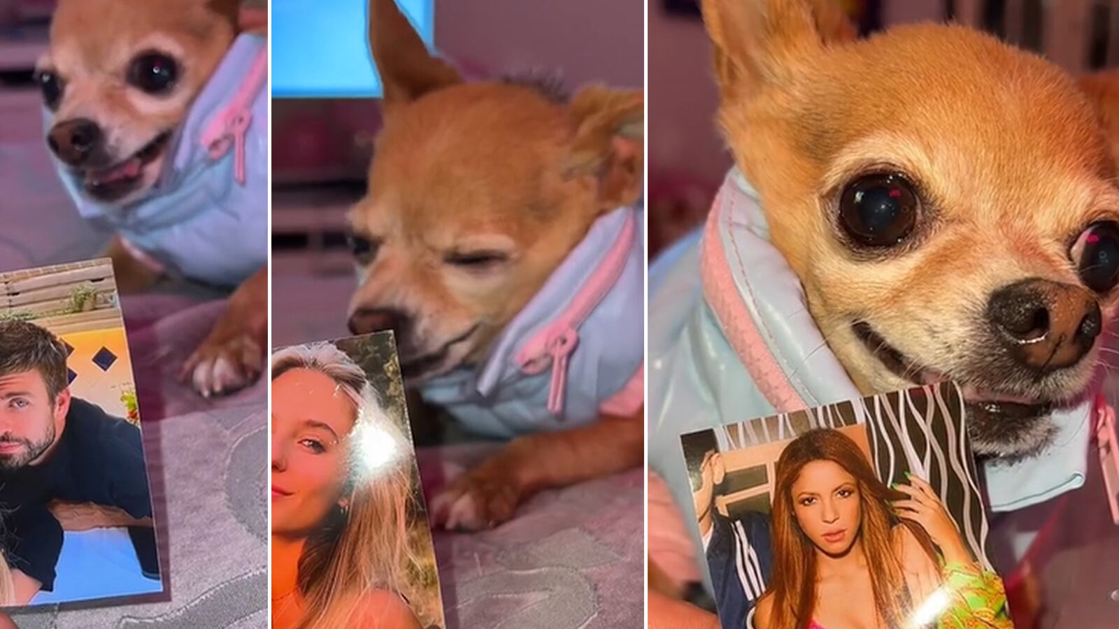 No los aceptan ni en su raza: perrito descarga su odio por Piqué y Clara Chía.