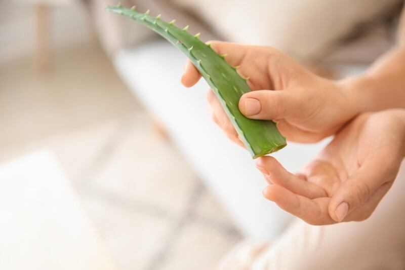 Otra de las plantas medicinales es el aloe vera.