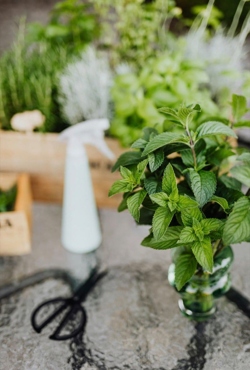 Plantas acuáticas para transformar tu hogar