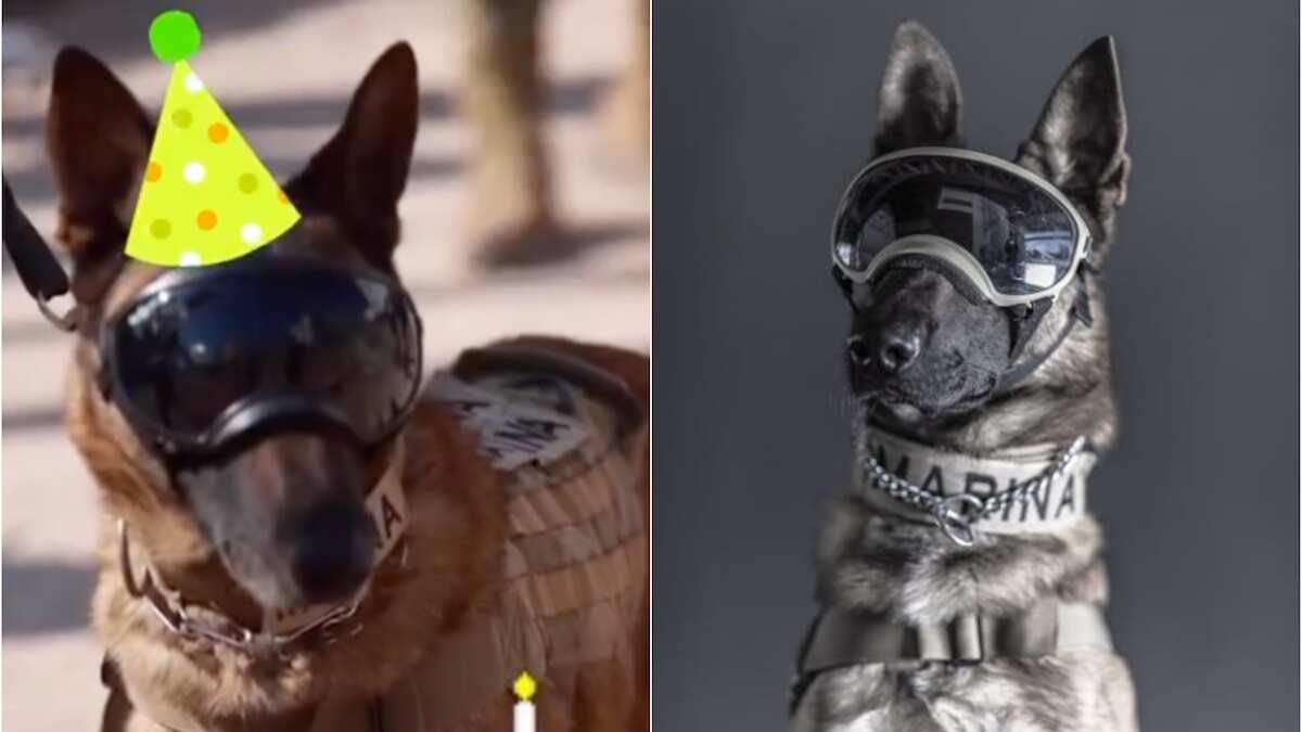 El lomito rescatista celebra su cumpleaños. (Especial)