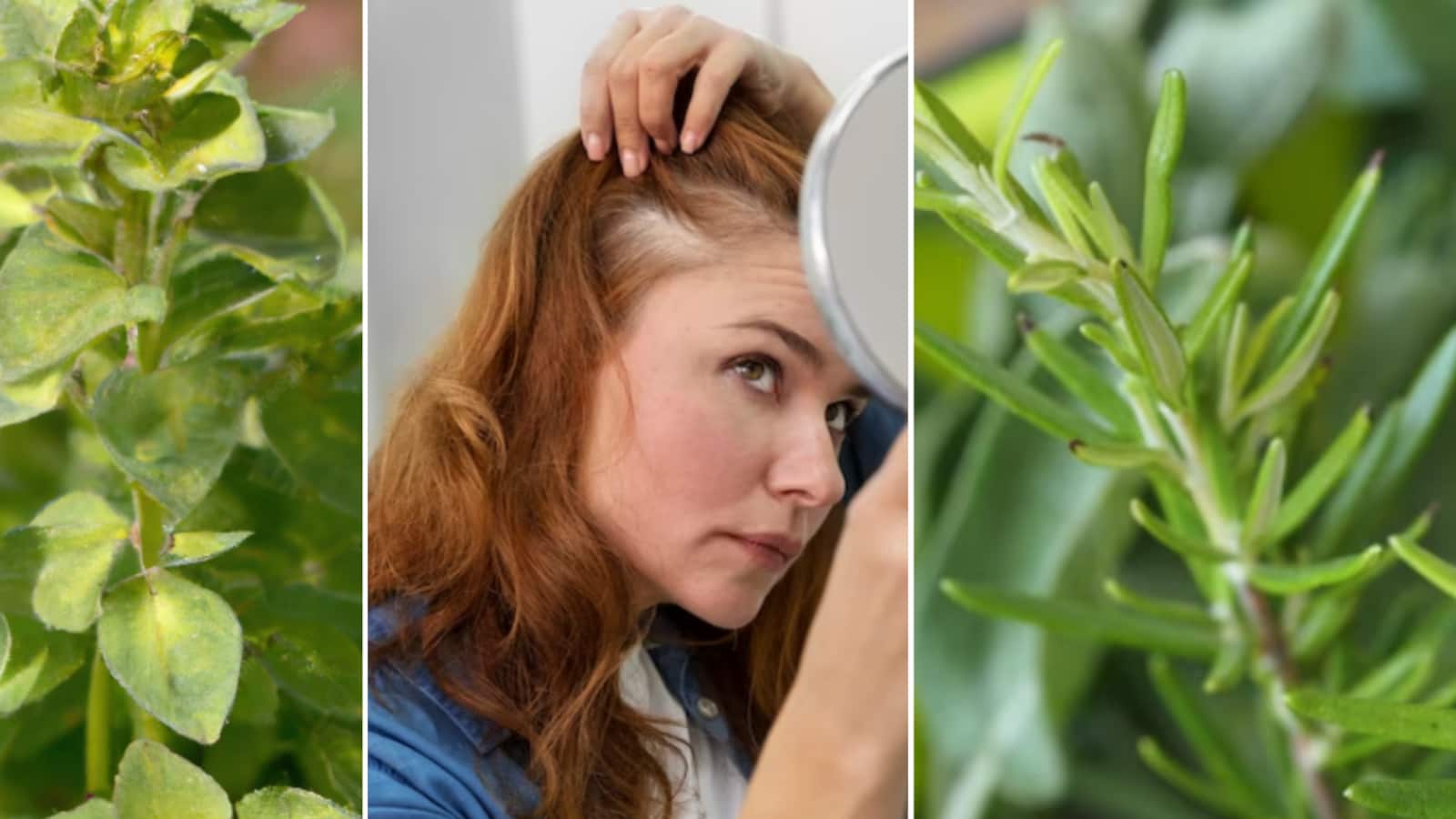 Tinte de romero y orégano para cabello canoso