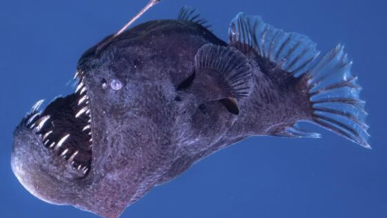 Pez diablo negro fue avistado días atrás en la superficie.