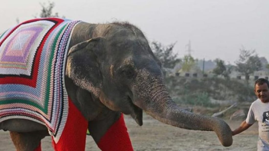 Elefantes con suéteres