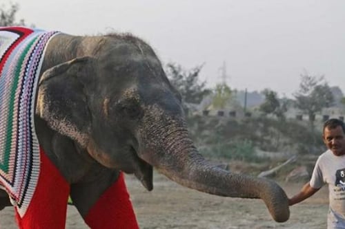 Elefantes en pijama: La conmovedora historia de las mujeres que tejen para proteger a gigantes rescatados en la India