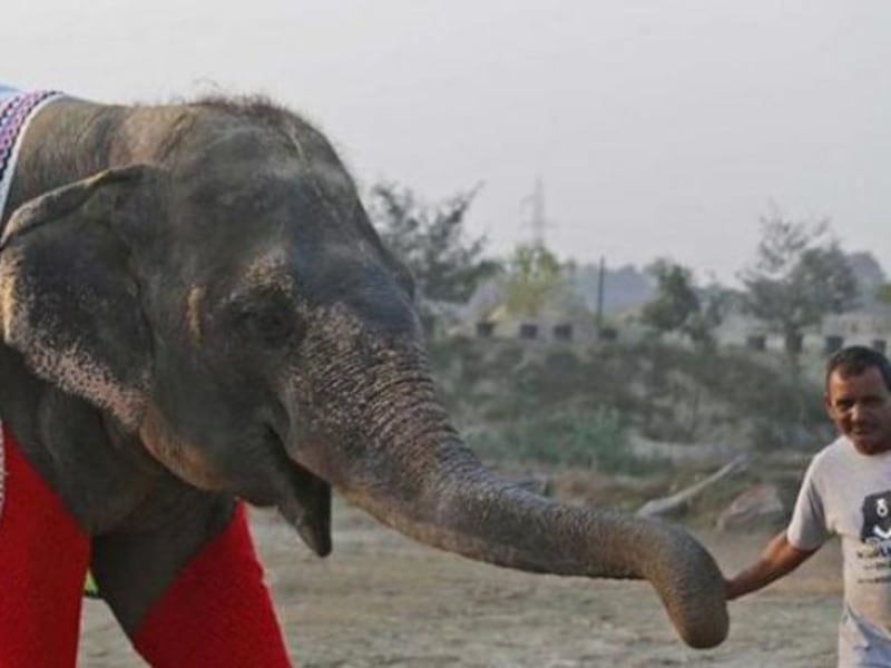Elefantes en pijama: La conmovedora historia de las mujeres que tejen para proteger a gigantes rescatados en la India